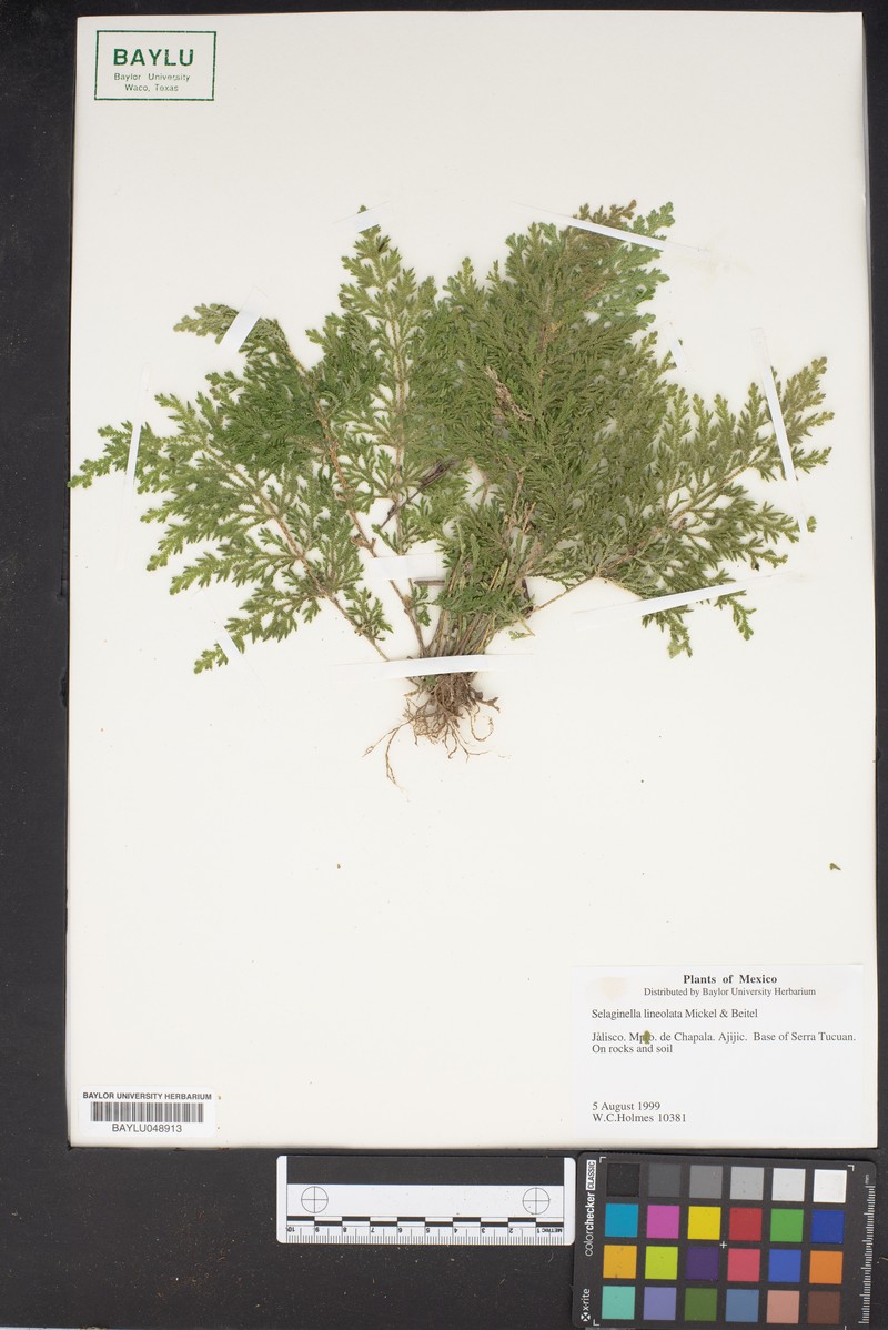 Selaginella lineolata photo 7