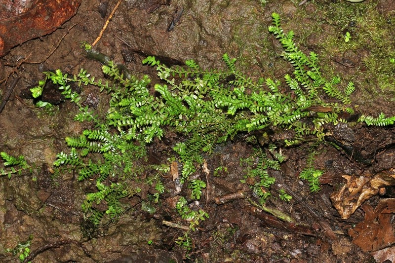 Selaginella lingulata