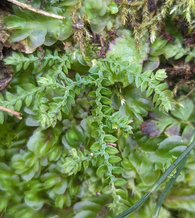 Selaginella lingulata photo 2