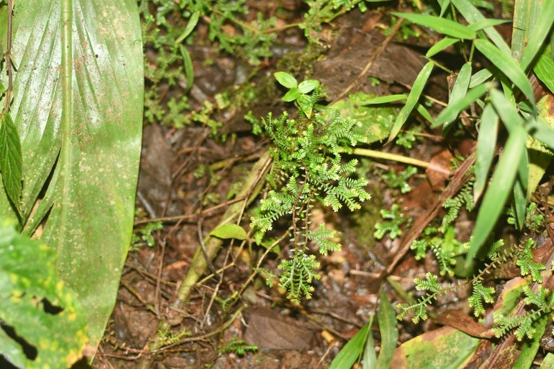 Selaginella lingulata photo 3