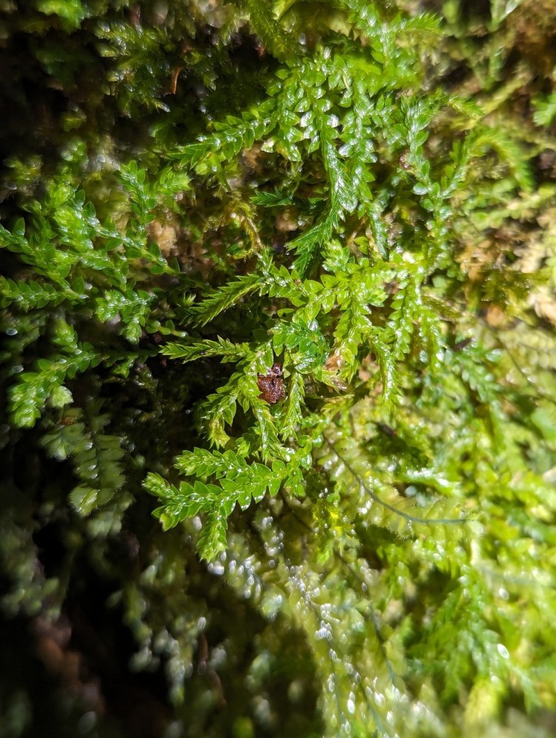 Selaginella lingulata photo 4