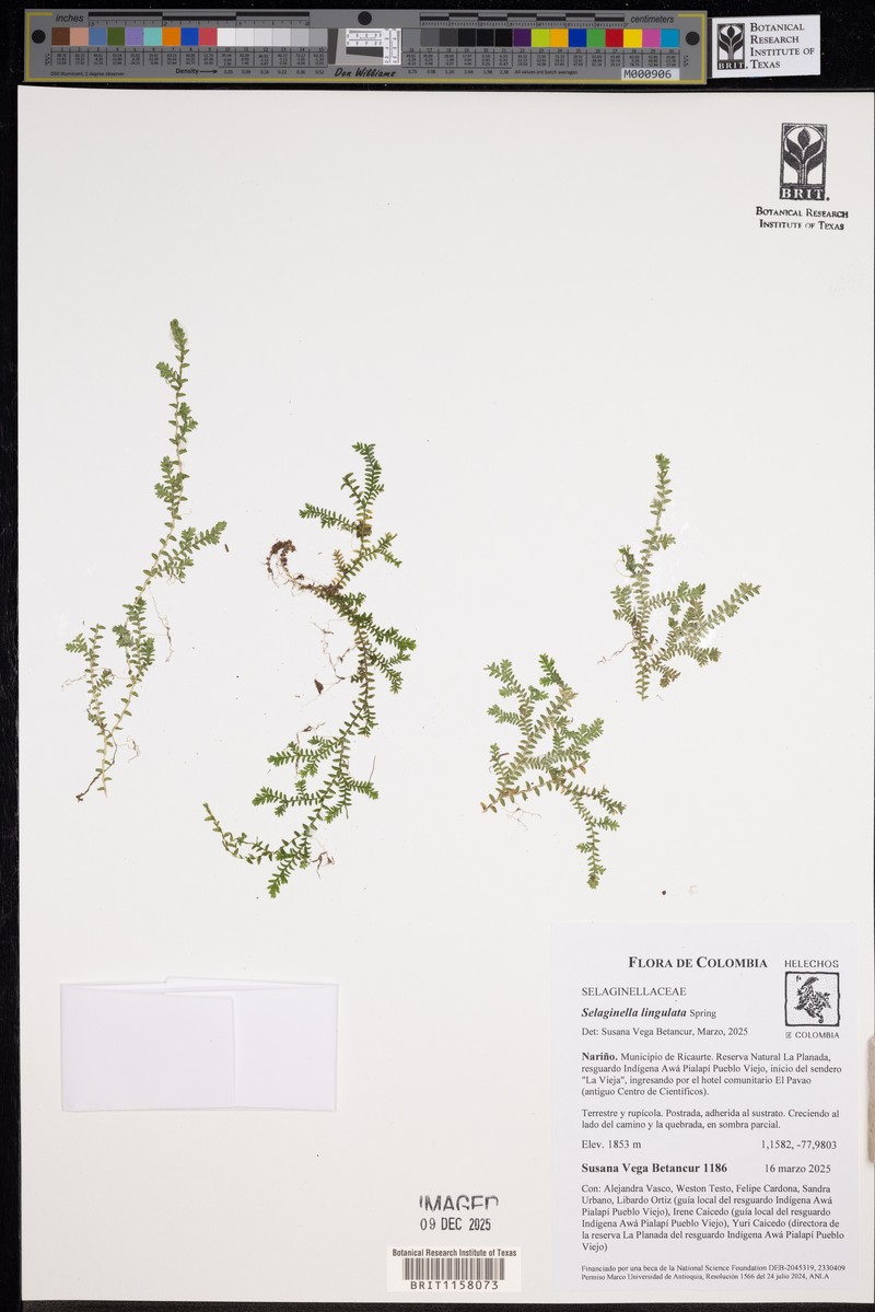 Selaginella lingulata photo 5