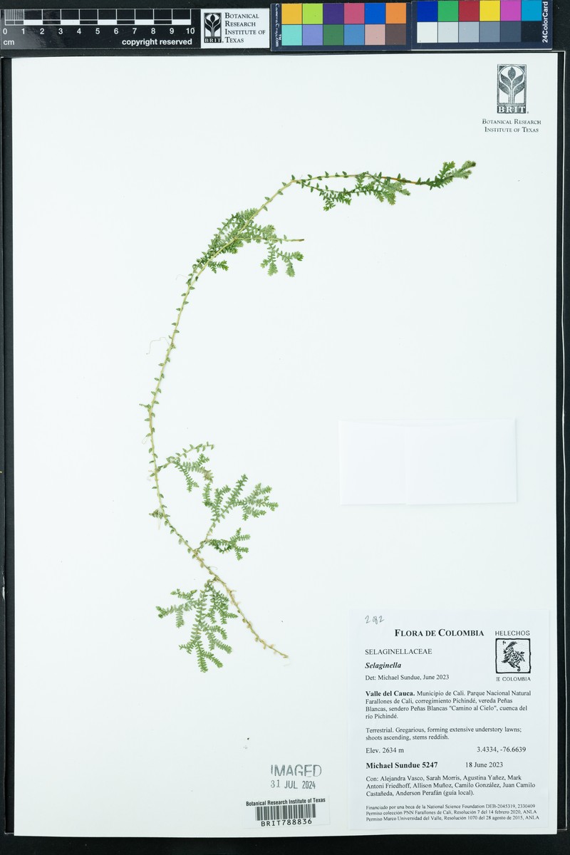 Selaginella lingulata photo 6
