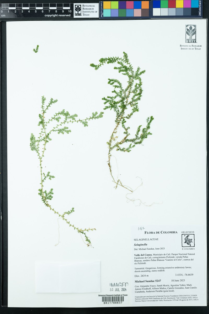 Selaginella lingulata photo 7