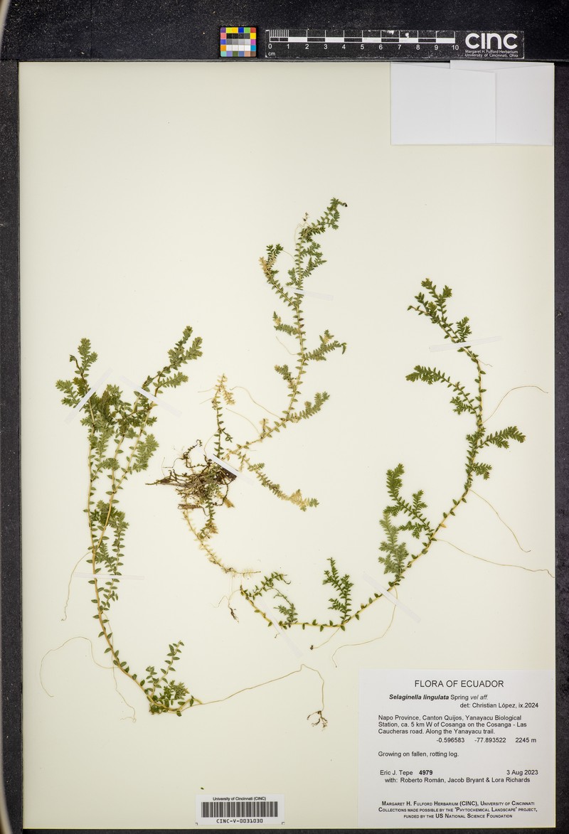 Selaginella lingulata photo 8