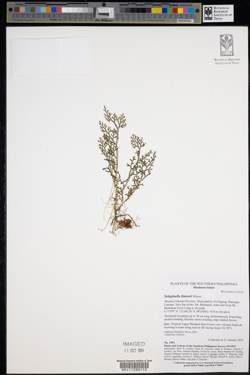 Selaginella llanosii photo 2