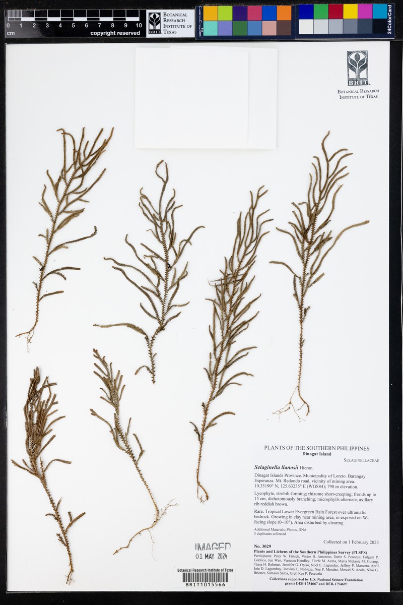 Selaginella llanosii photo 3