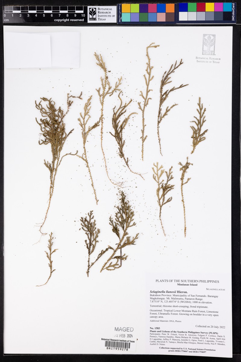 Selaginella llanosii photo 4