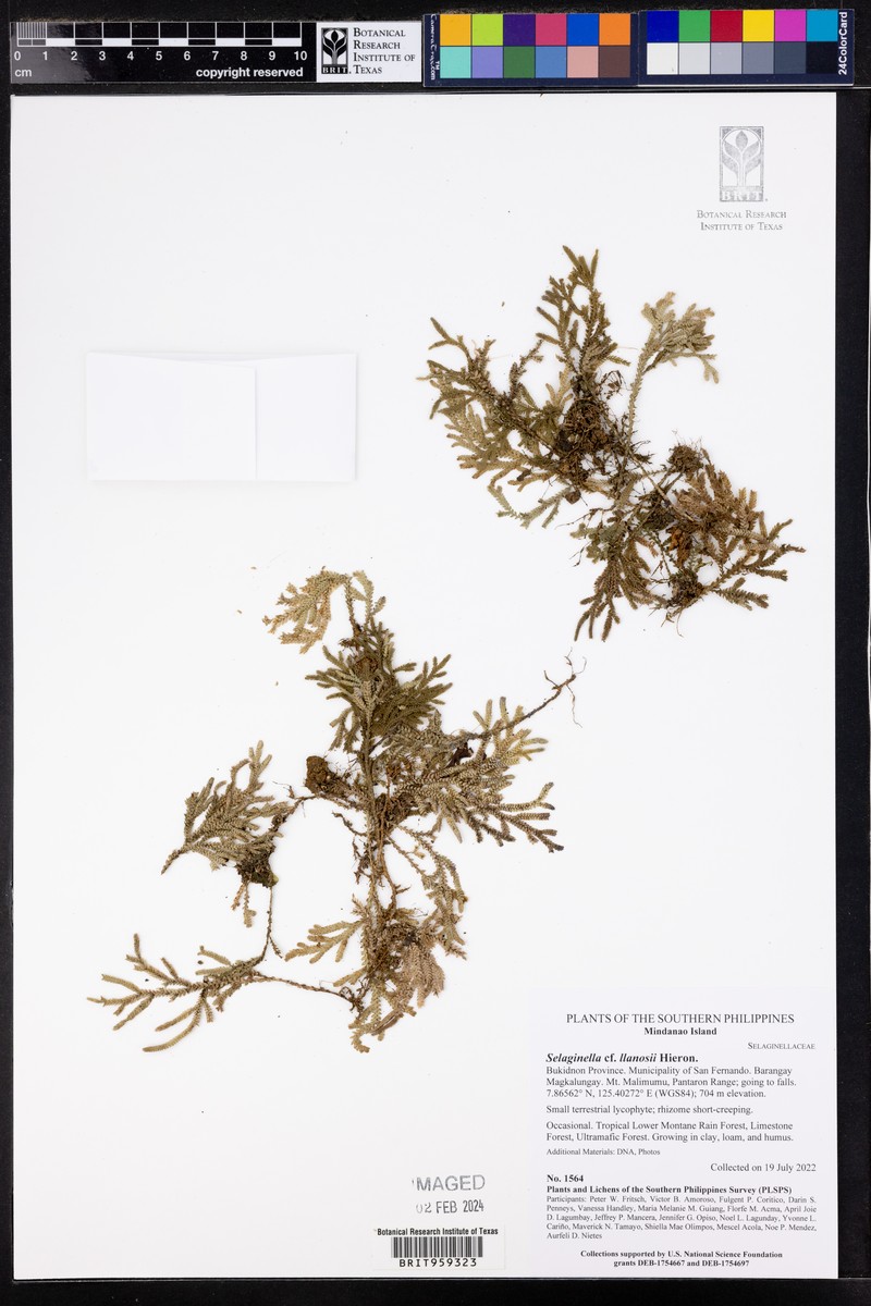 Selaginella llanosii photo 5