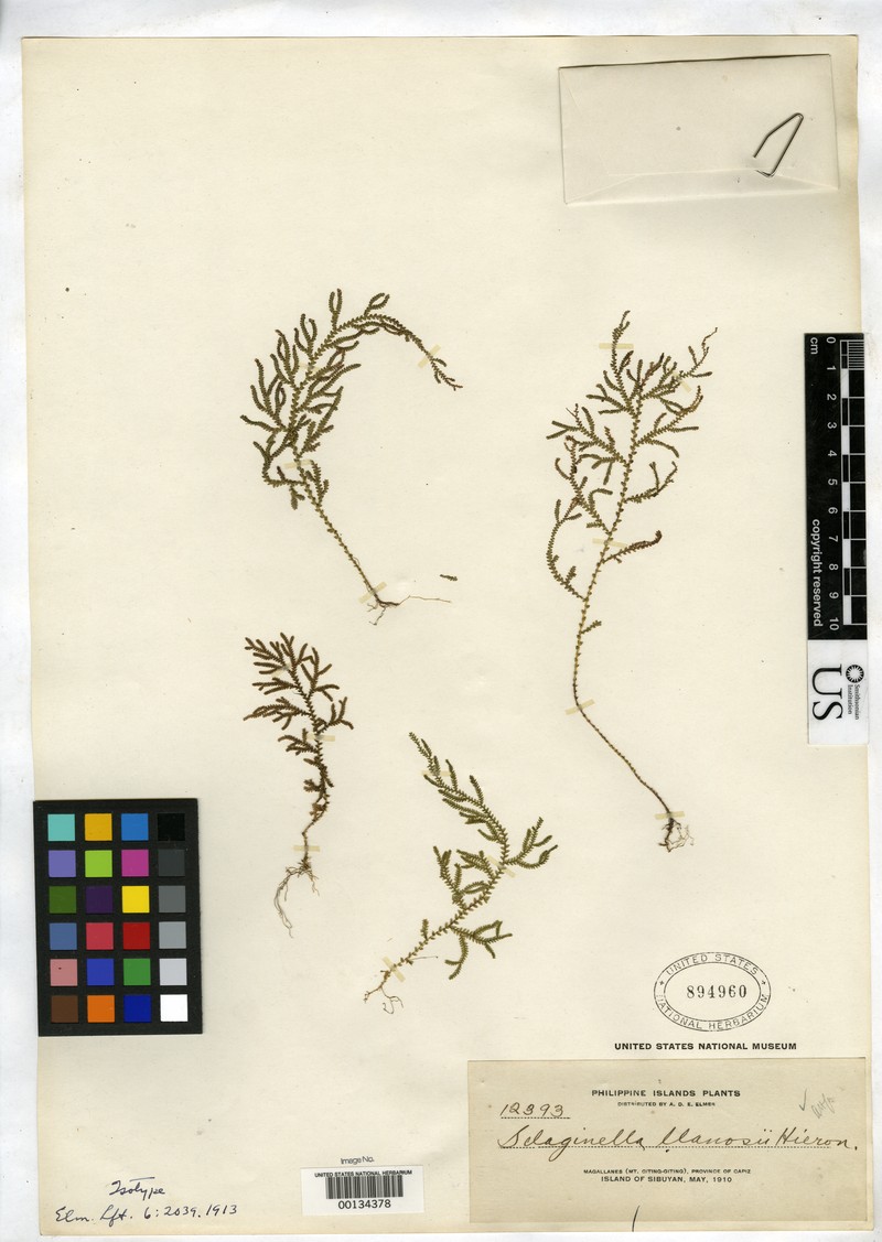 Selaginella llanosii