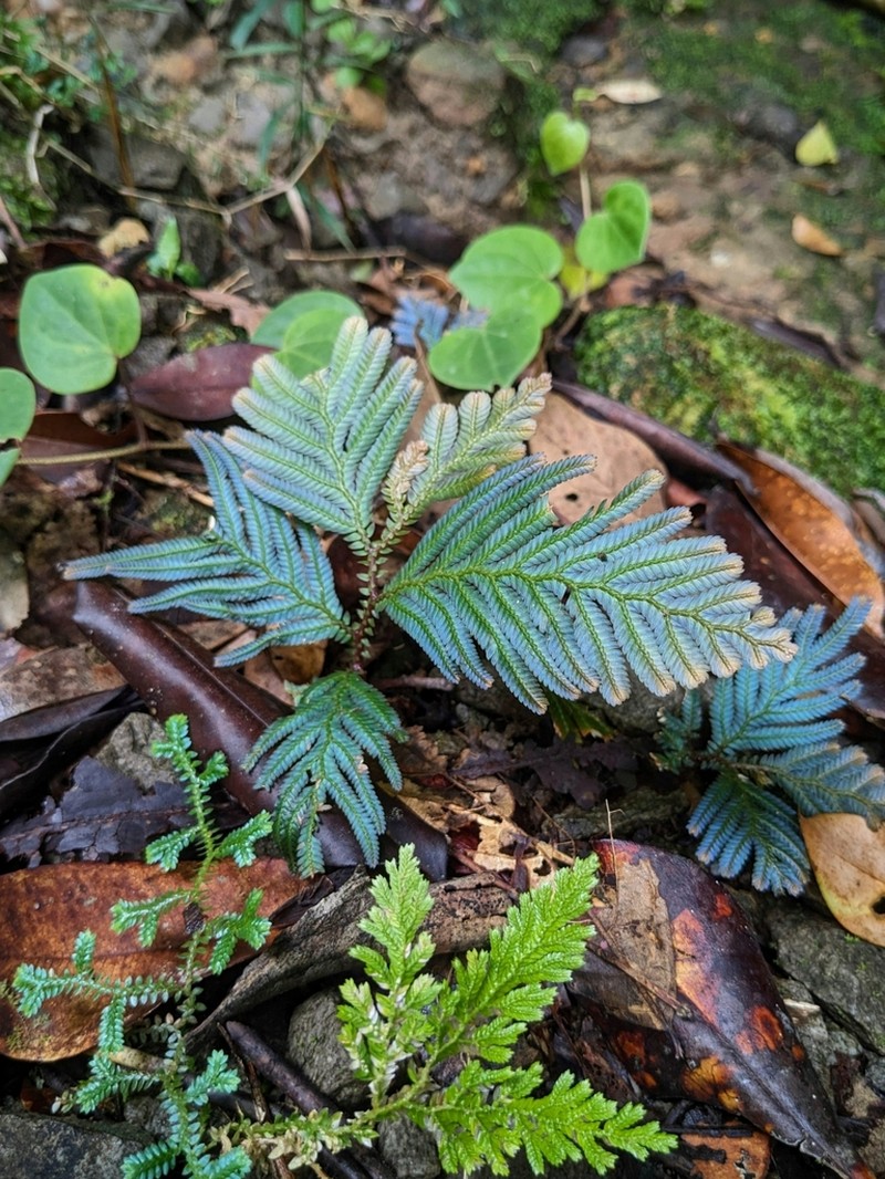Selaginella lobbii