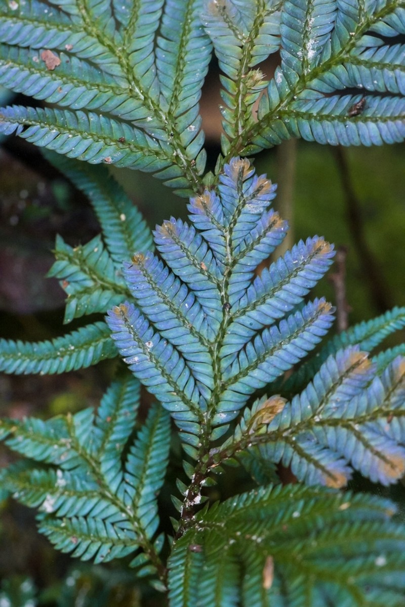 Selaginella lobbii photo 2