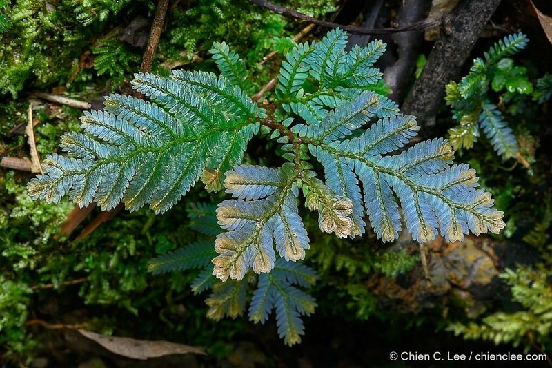 Selaginella lobbii photo 3
