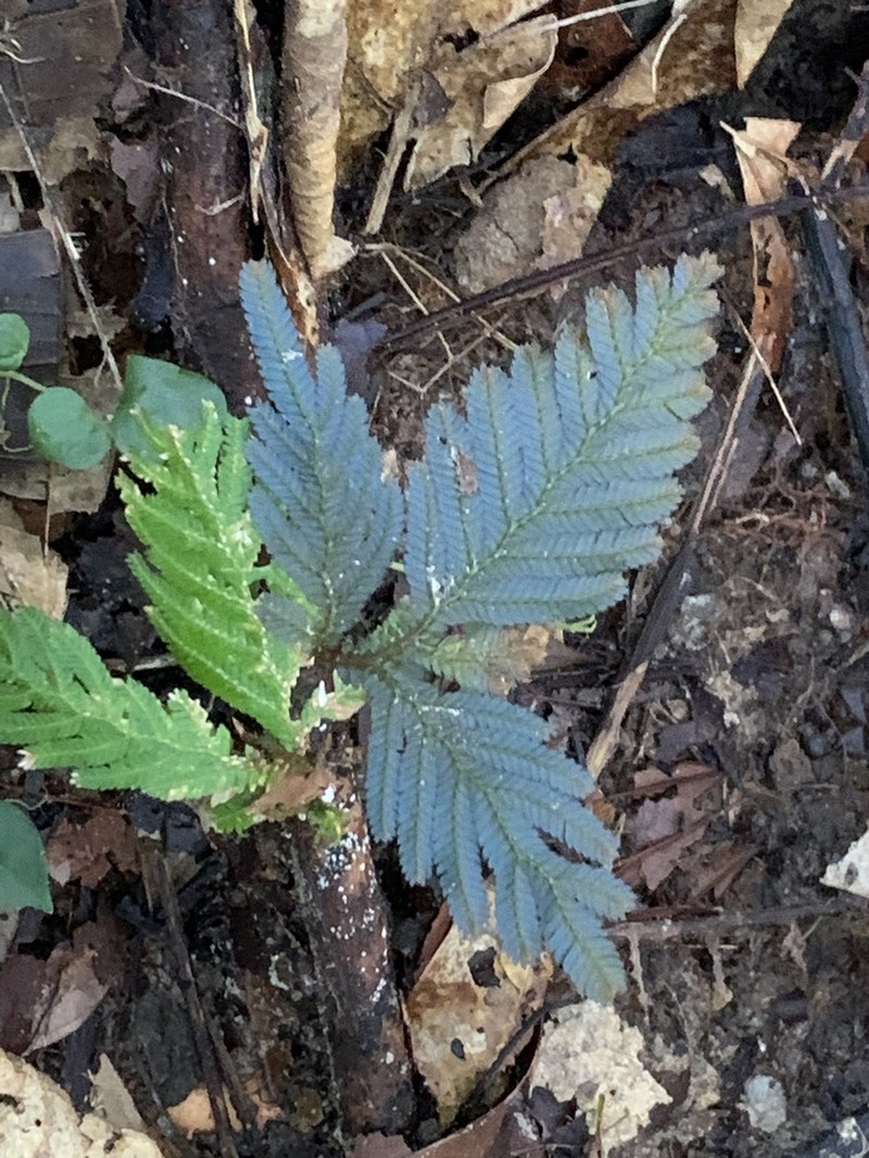 Selaginella lobbii photo 4