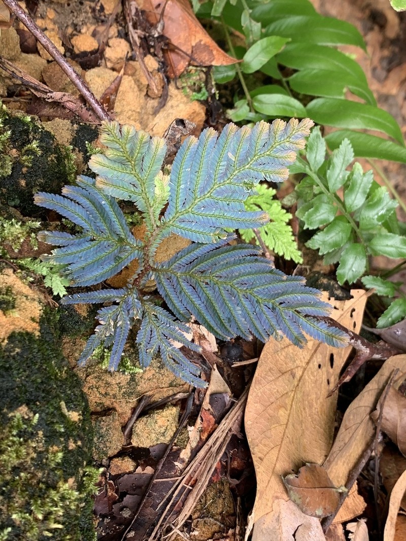 Selaginella lobbii photo 5