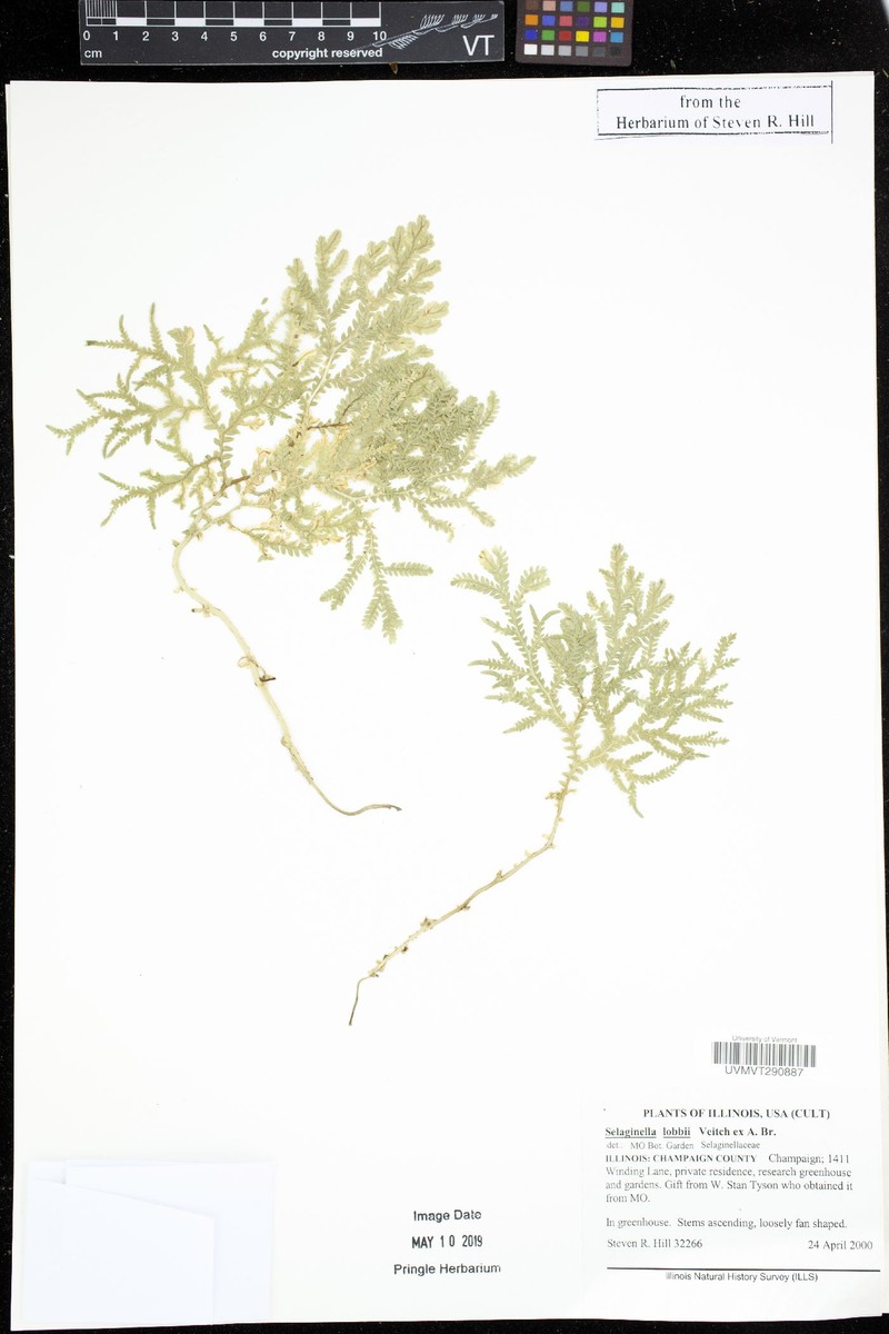 Selaginella lobbii photo 6