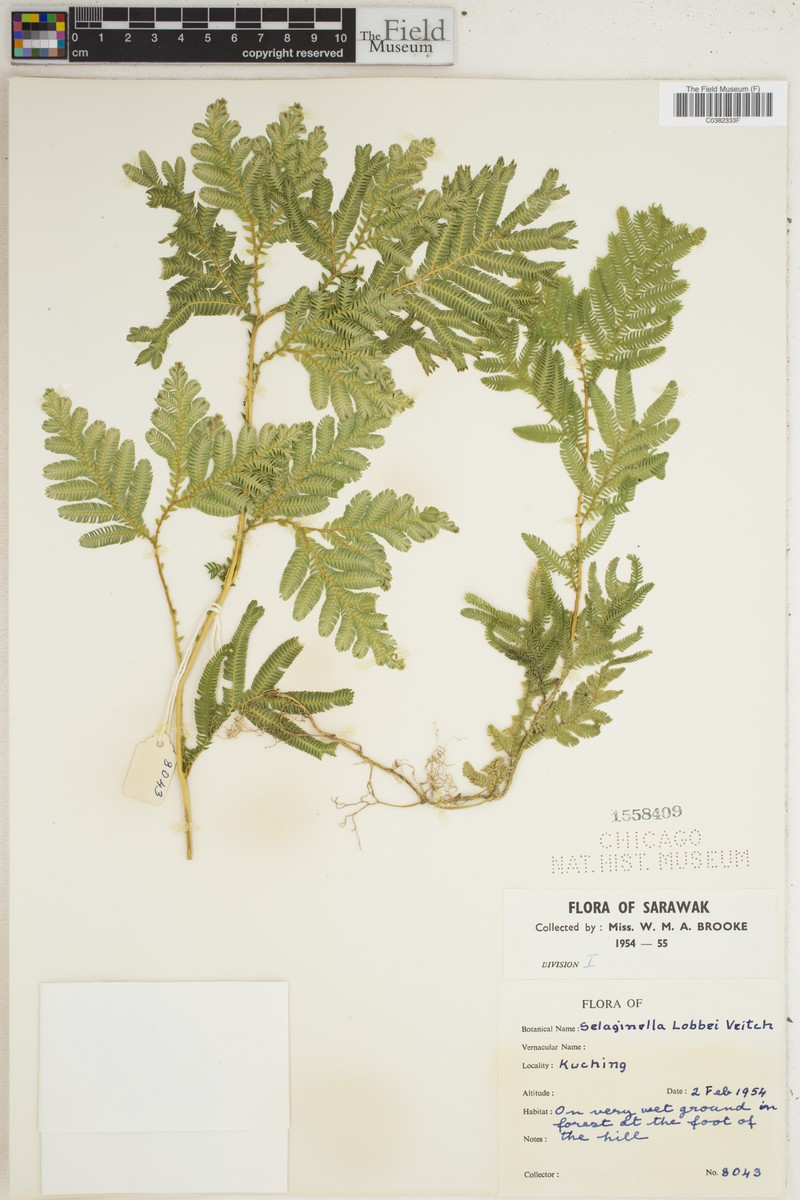 Selaginella lobbii photo 7