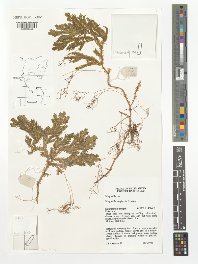 Selaginella longiaristata