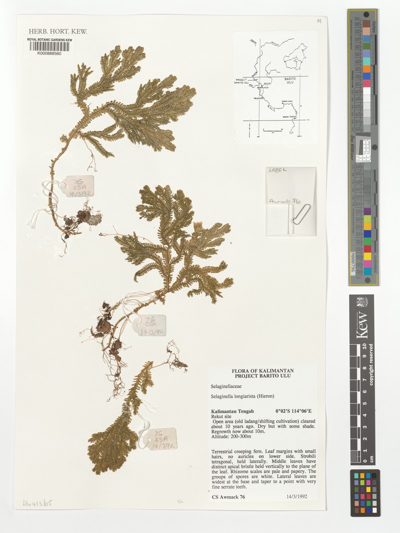 Selaginella longiaristata photo 2