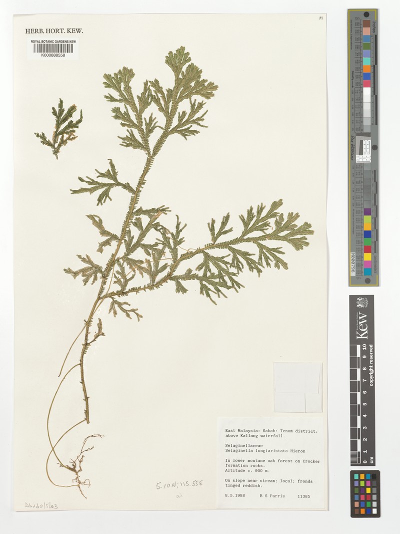 Selaginella longiaristata photo 3