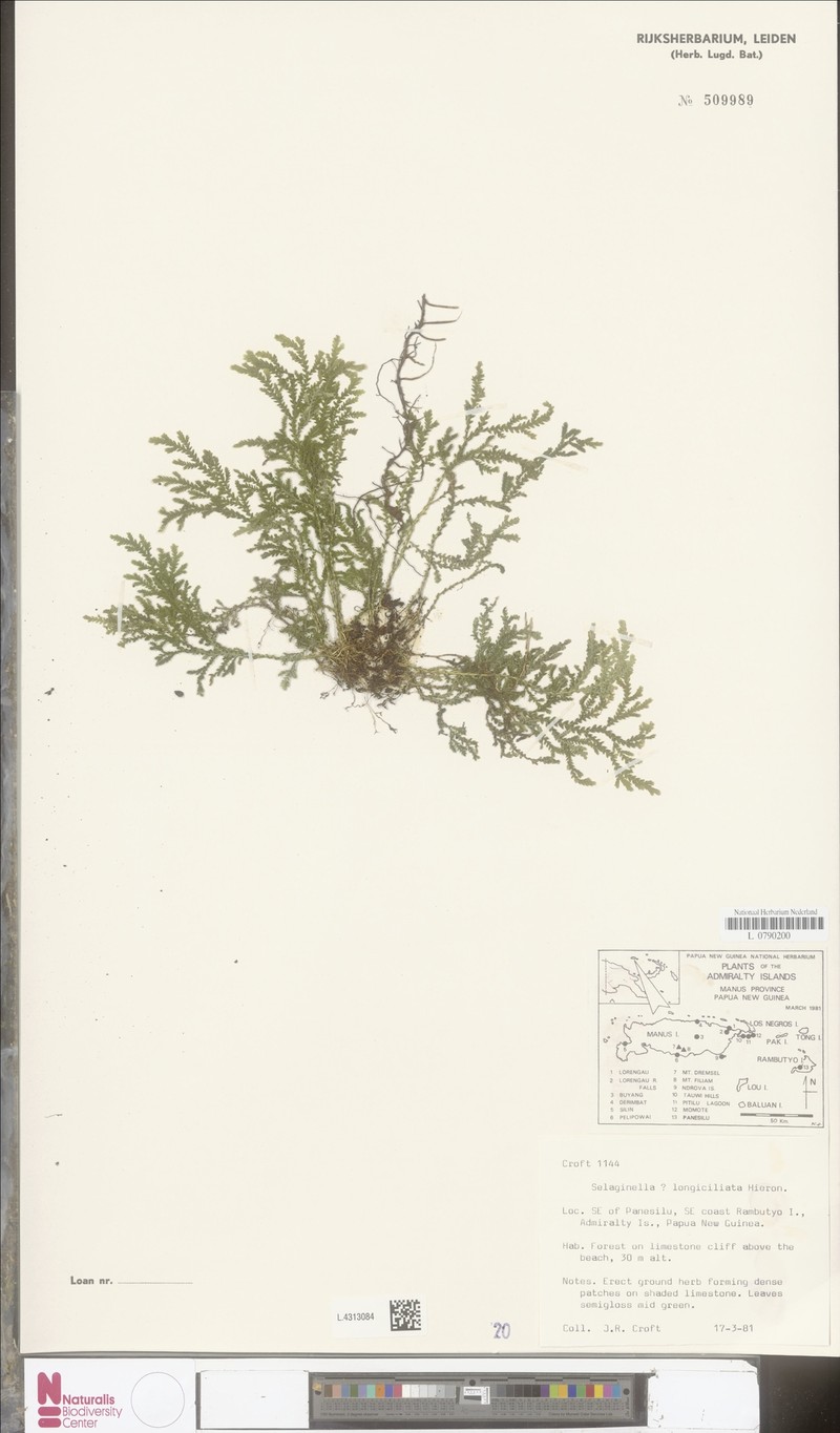 Selaginella longiciliata photo 2
