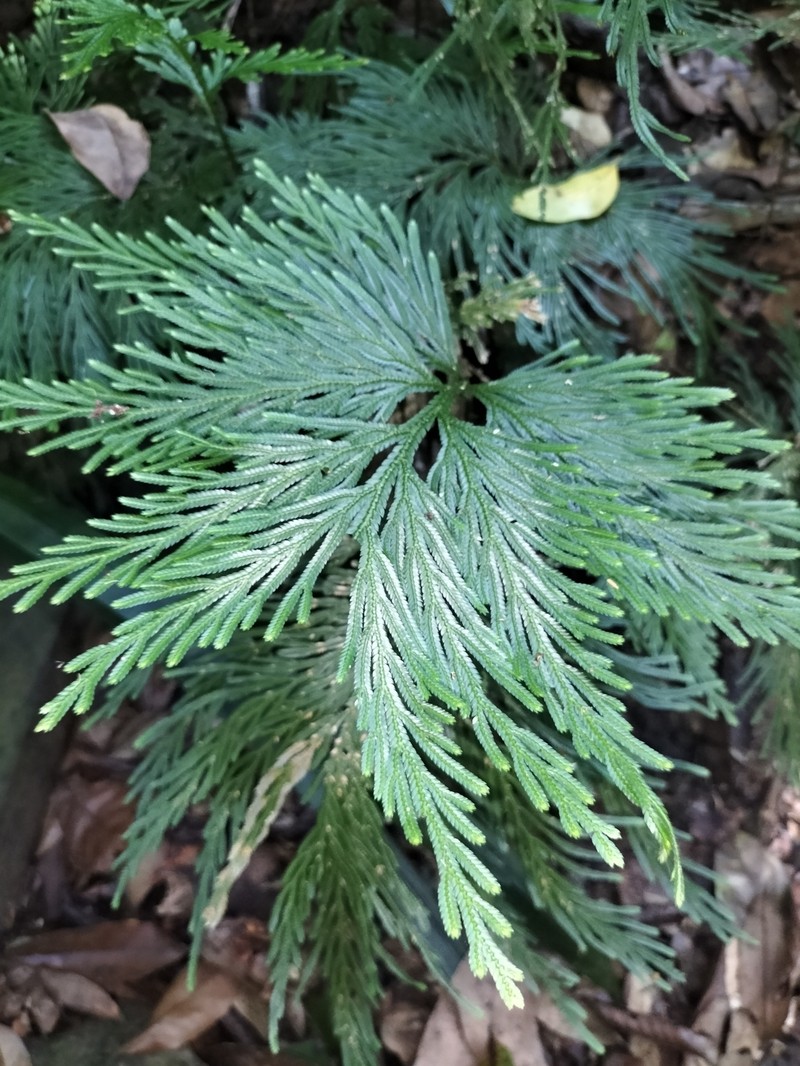 Selaginella longipinna photo 2