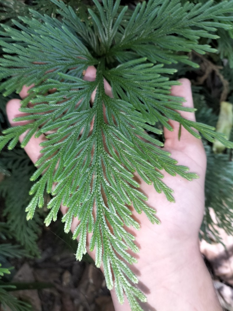 Selaginella longipinna photo 3