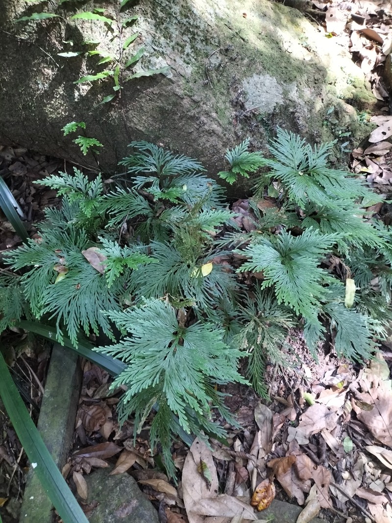 Selaginella longipinna photo 4