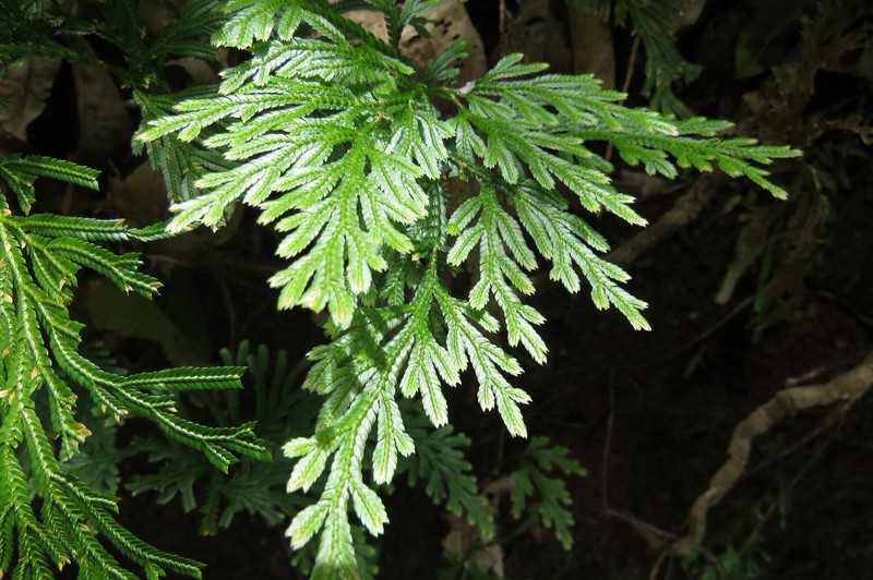 Selaginella longipinna photo 5