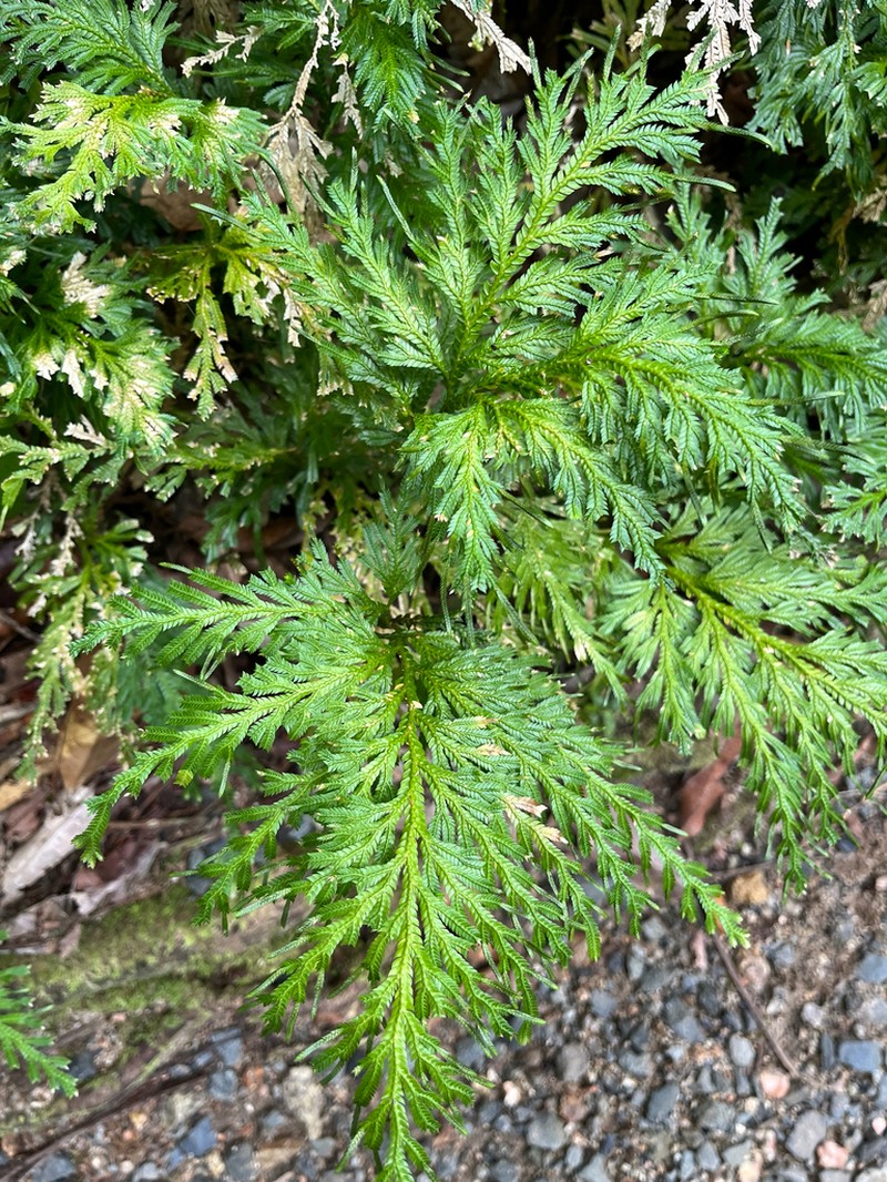 Selaginella longipinna photo 6