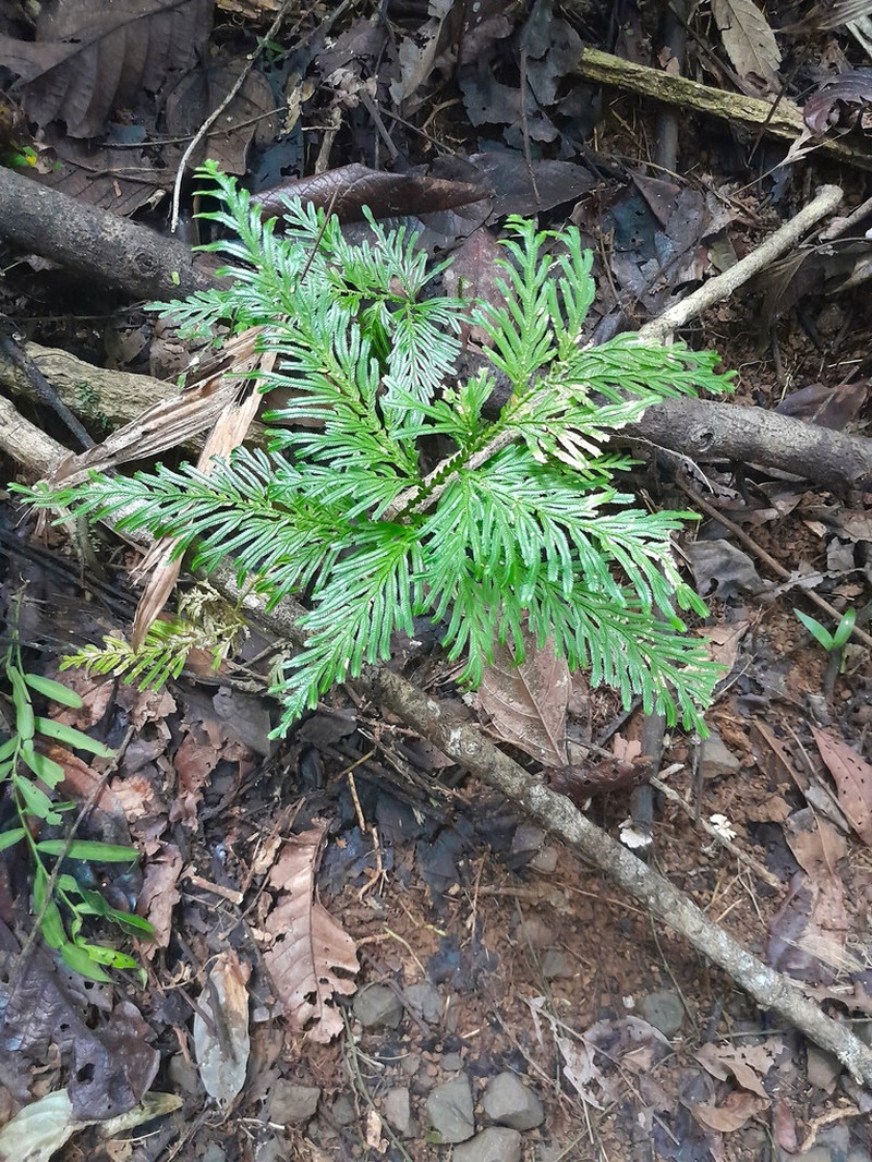 Selaginella longipinna photo 7