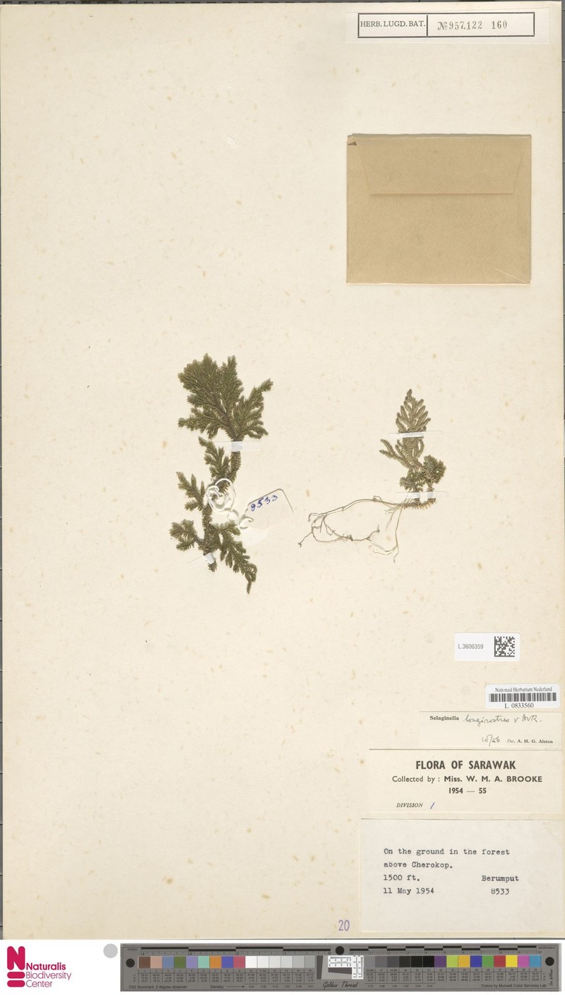 Selaginella longirostris