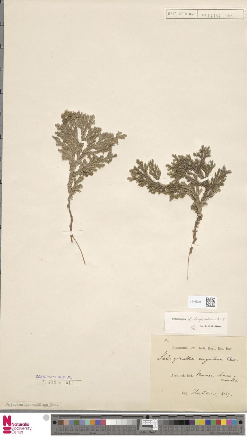 Selaginella longirostris photo 2