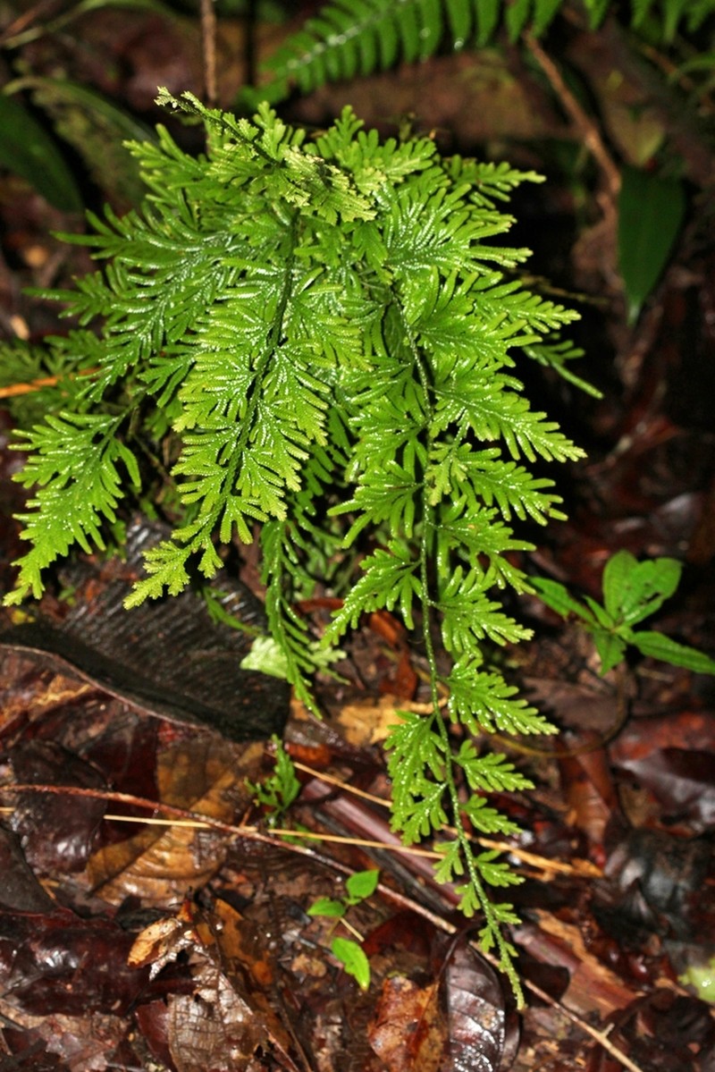 Selaginella longissima