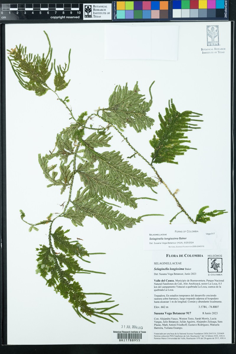 Selaginella longissima photo 2