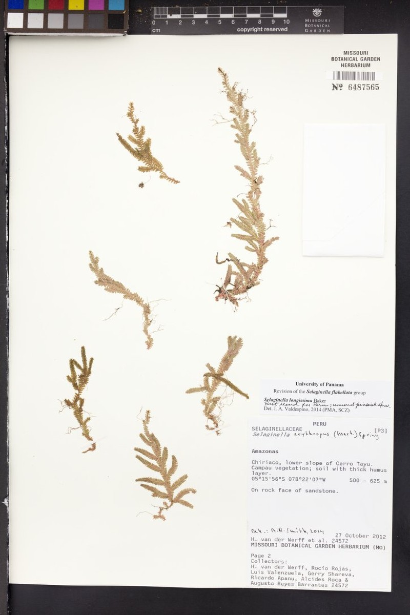 Selaginella longissima photo 3