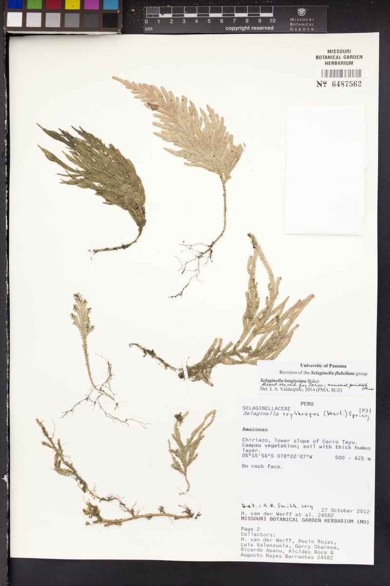 Selaginella longissima photo 4
