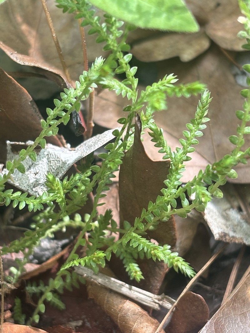 Gulf Spikemoss