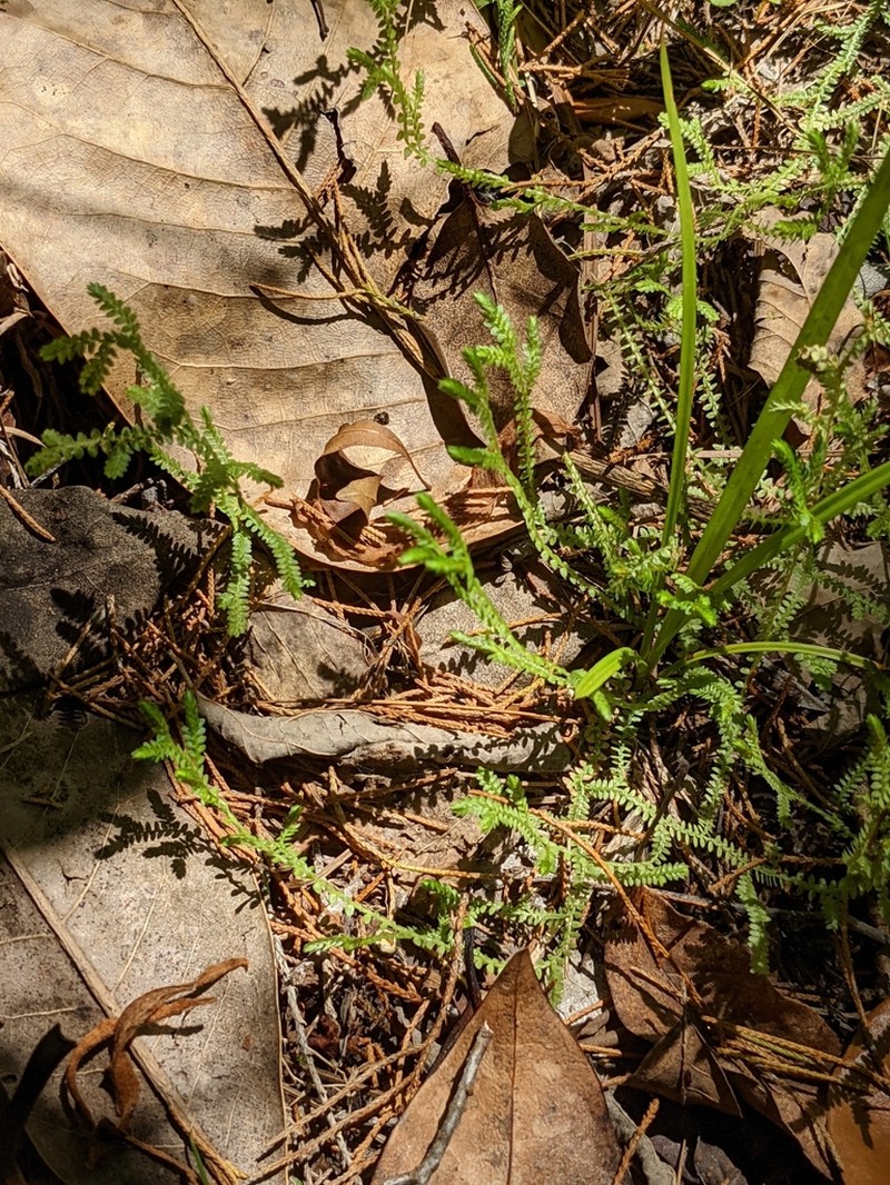 Gulf Spikemoss photo 2