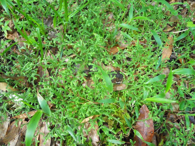 Gulf Spikemoss photo 3