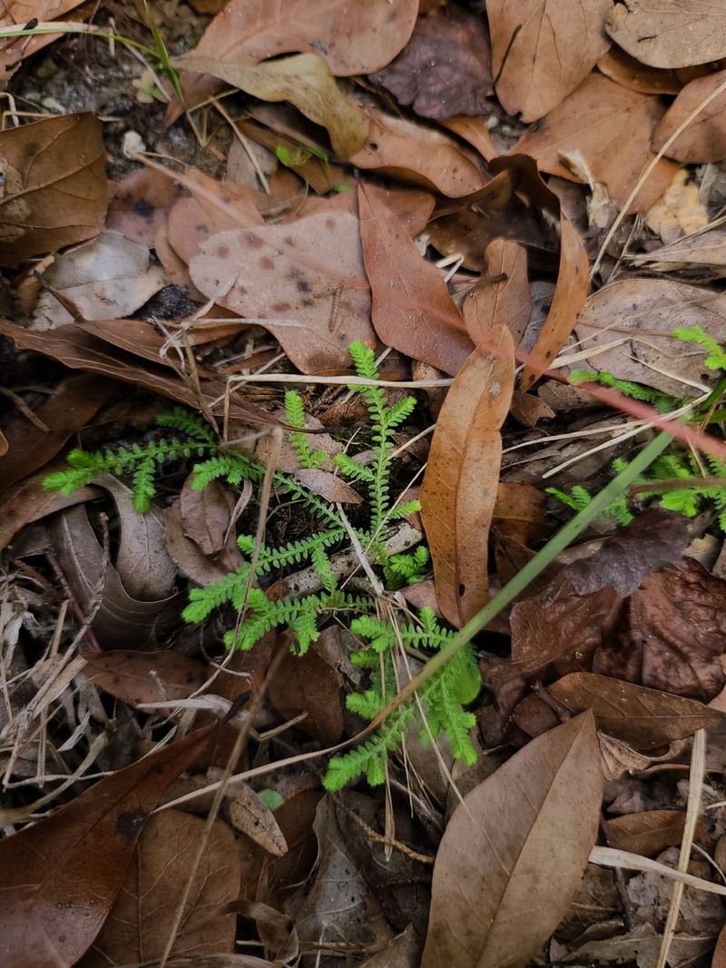 Gulf Spikemoss photo 4