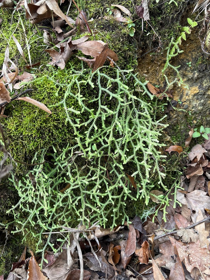 Gulf Spikemoss photo 5