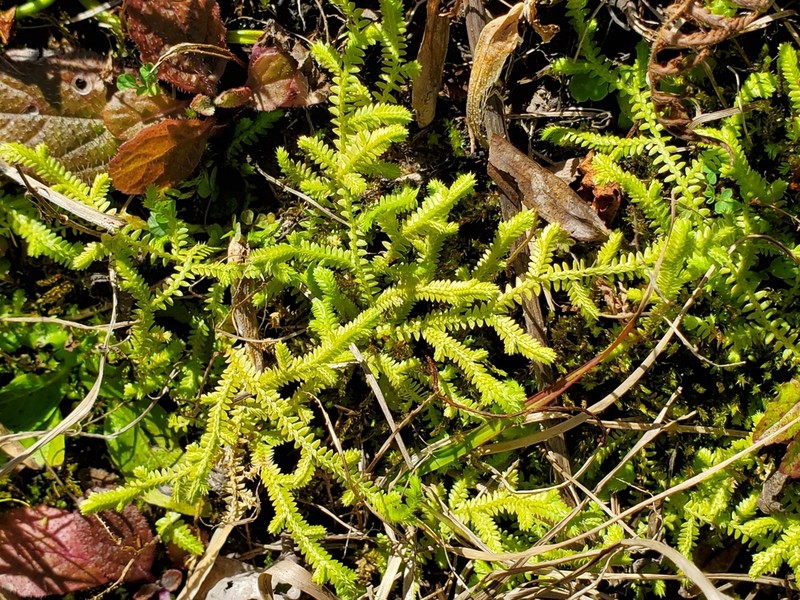 Gulf Spikemoss photo 6