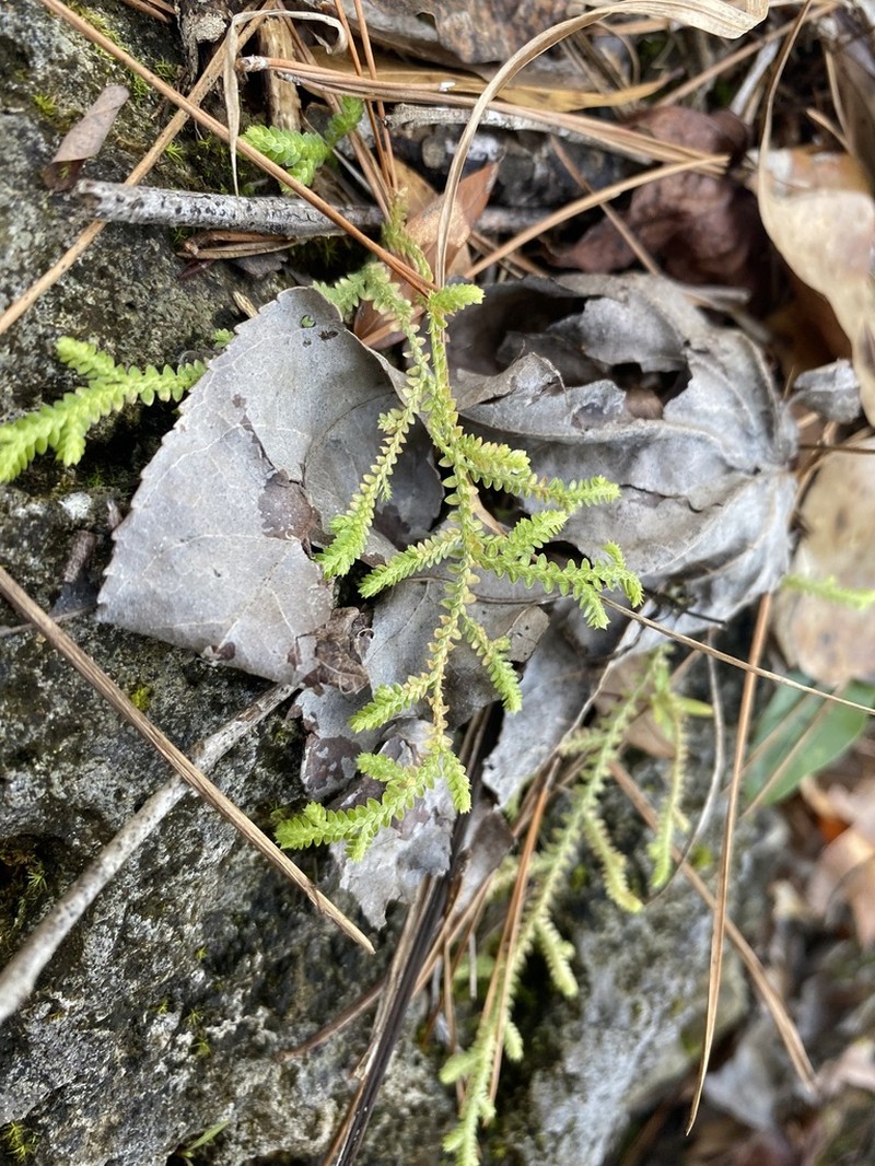 Gulf Spikemoss photo 7