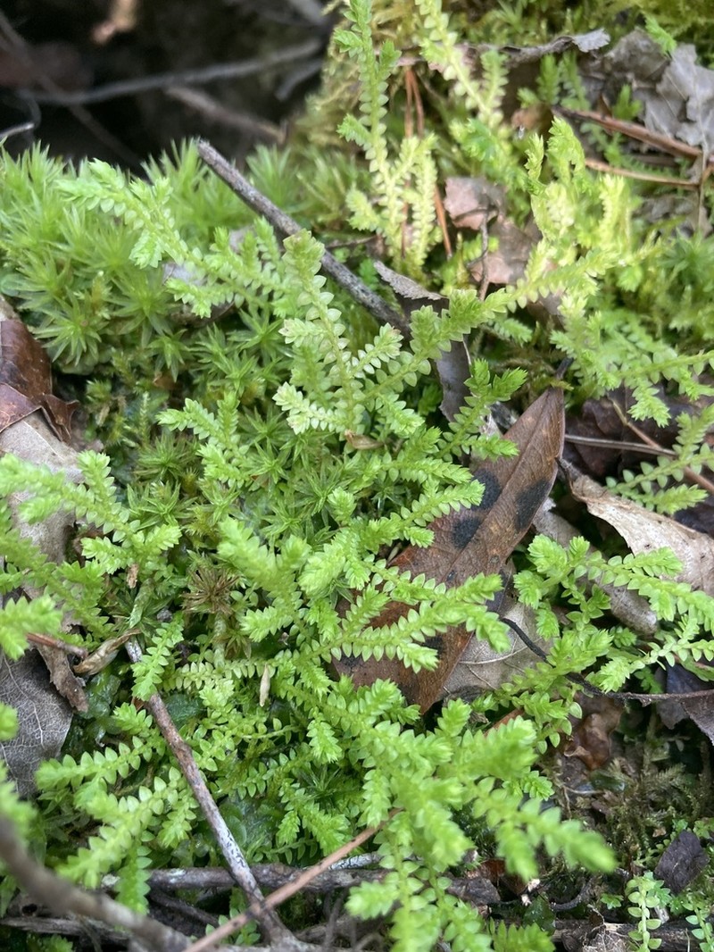 Gulf Spikemoss photo 8