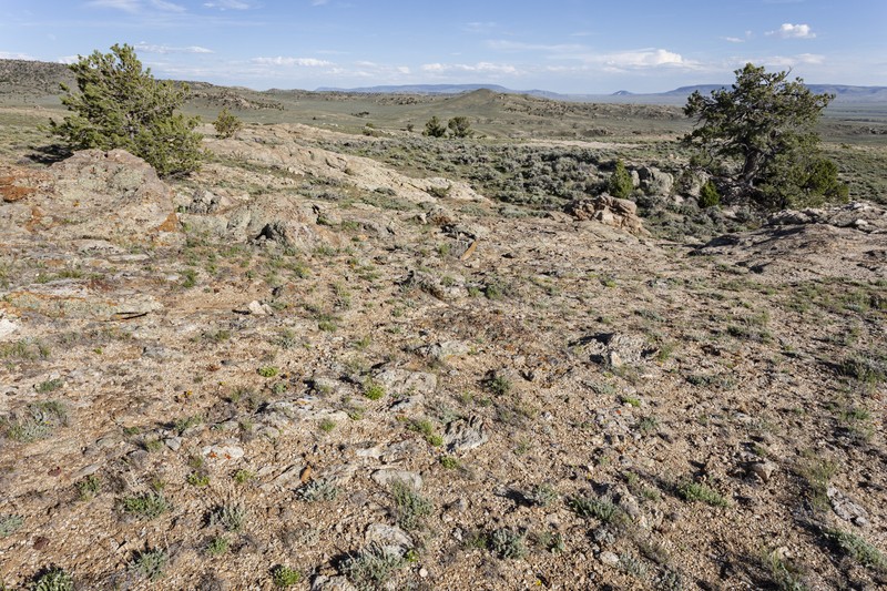 Gulf Spikemoss photo 3