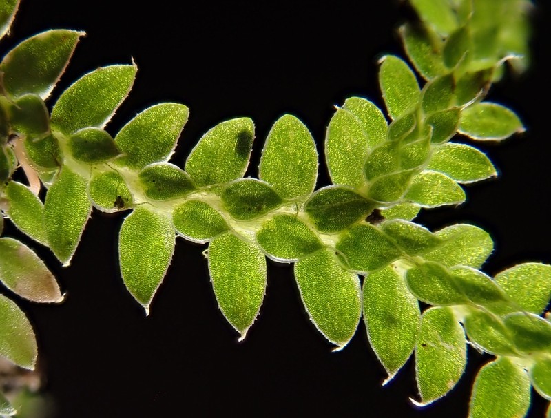 Selaginella lutchuensis photo 2