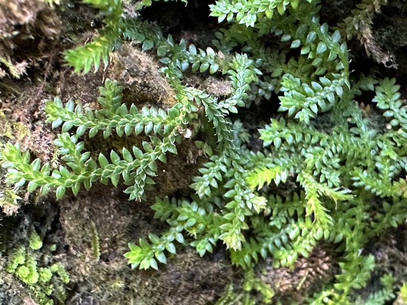 Selaginella lutchuensis photo 3