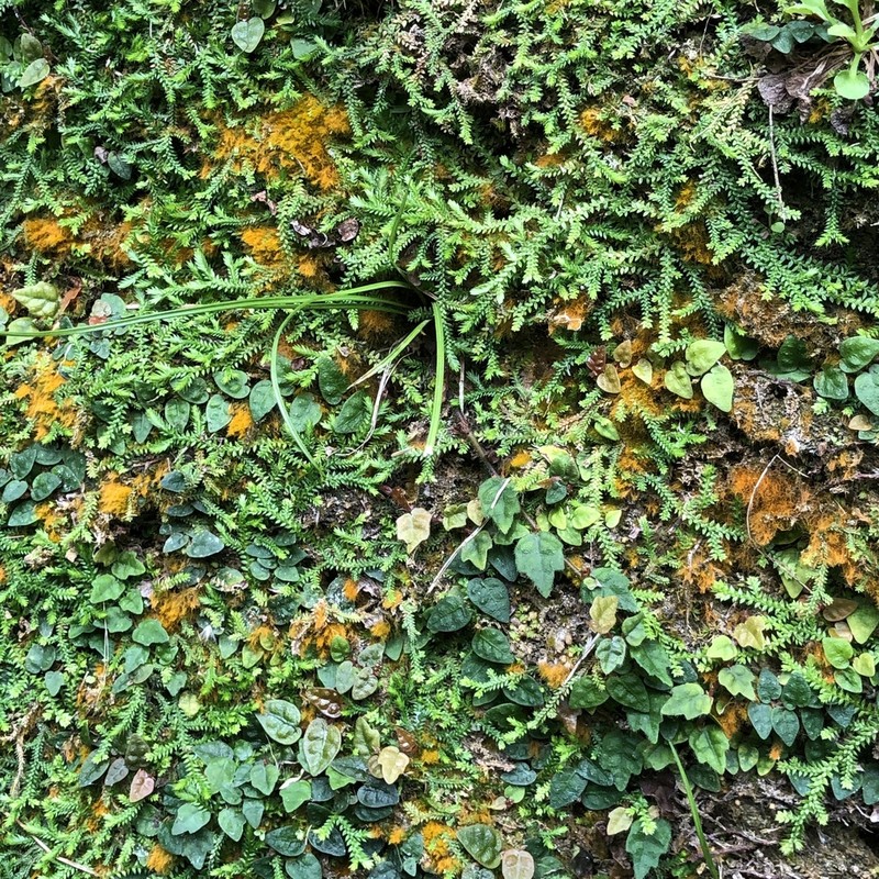 Selaginella lutchuensis photo 4