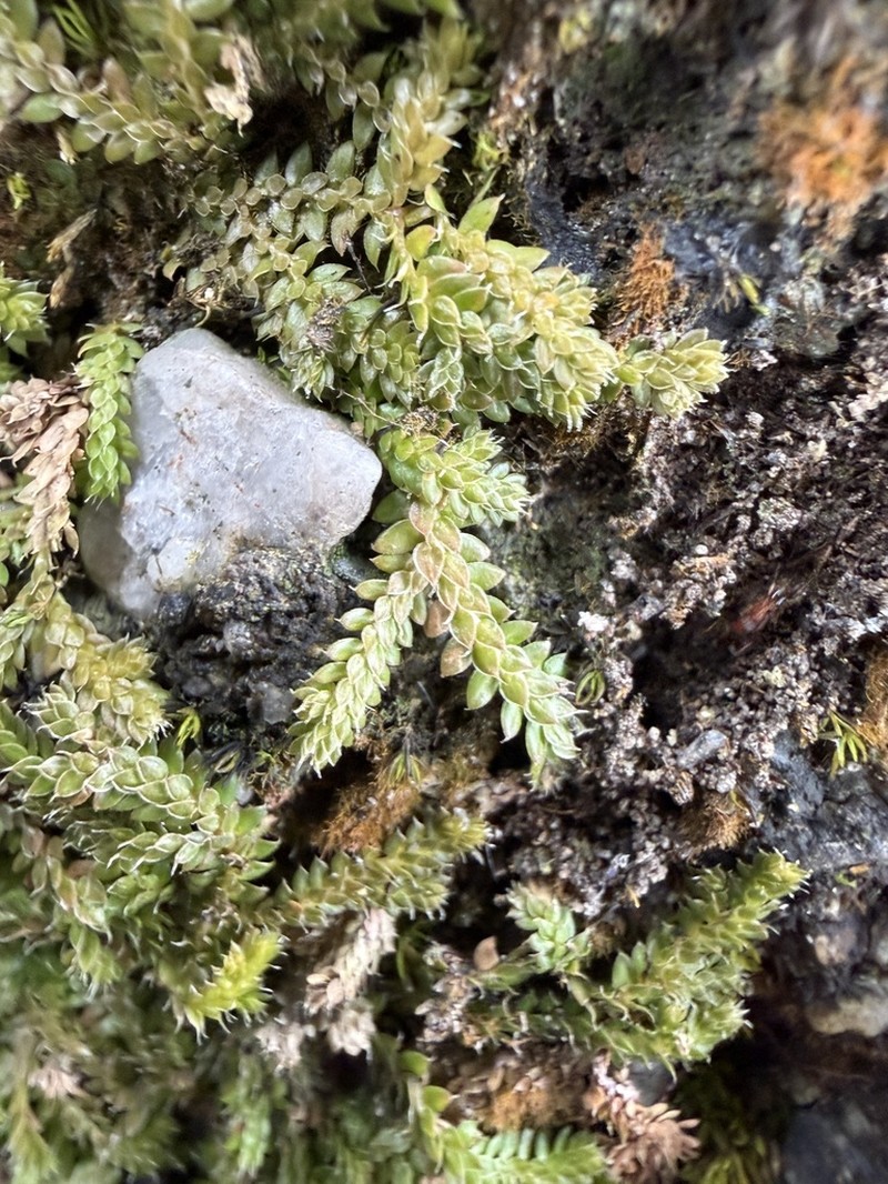 Selaginella lutchuensis photo 5